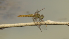 Brachythemis contaminata