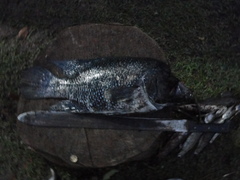 Turquiose Cichlid photo 3