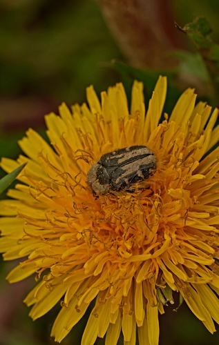 Apple Blossom Beetle