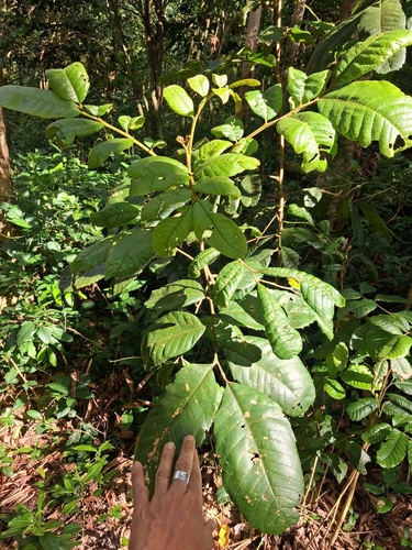 Cupania americana, photograph 6