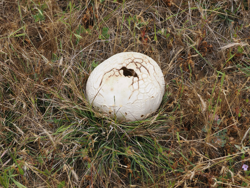 iNaturalist observation photo of Calvatia