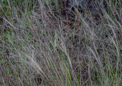 Agrostis venusta