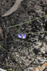 Comesperma defoliatum