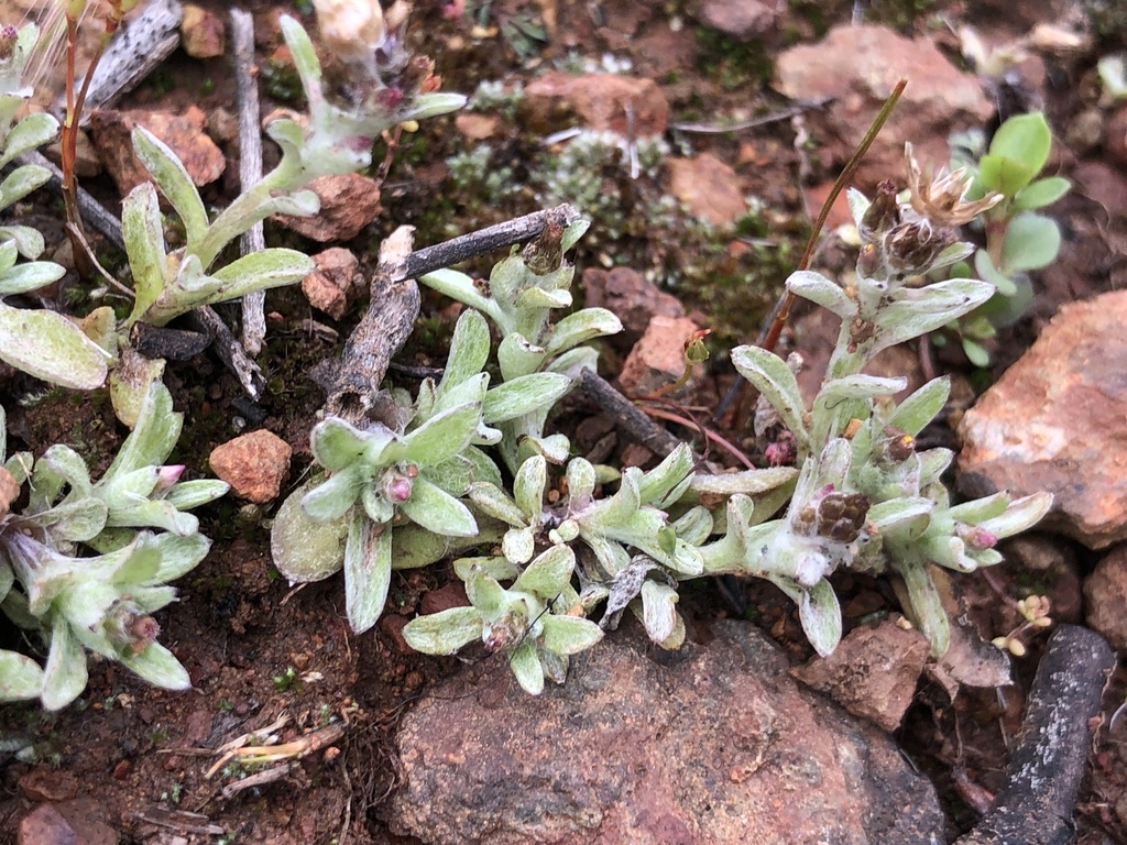 Desert Cudweed