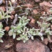 Desert Cudweed - Photo (c) dhosa, some rights reserved (CC BY-NC), uploaded by dhosa