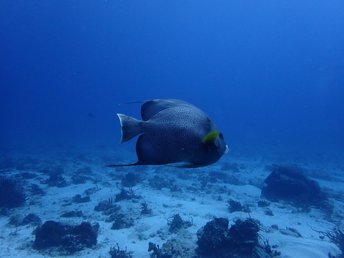 Pomacanthus arcuatus