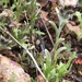 Desert Cudweed - Photo (c) dhosa, some rights reserved (CC BY-NC), uploaded by dhosa
