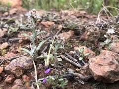 Gamochaeta stagnalis