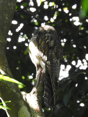 Nyctibius jamaicensis