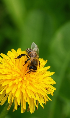 Western Honey Bee