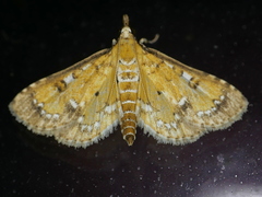 Niphograpta albiguttalis