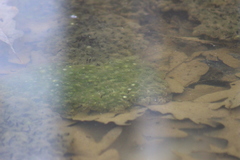 Oophila amblystomatis