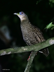 Himantornis haematopus