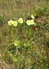 Papaver macounii