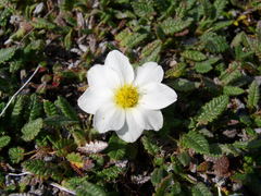 Dryas