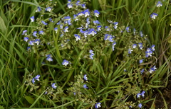 Veronica syriaca