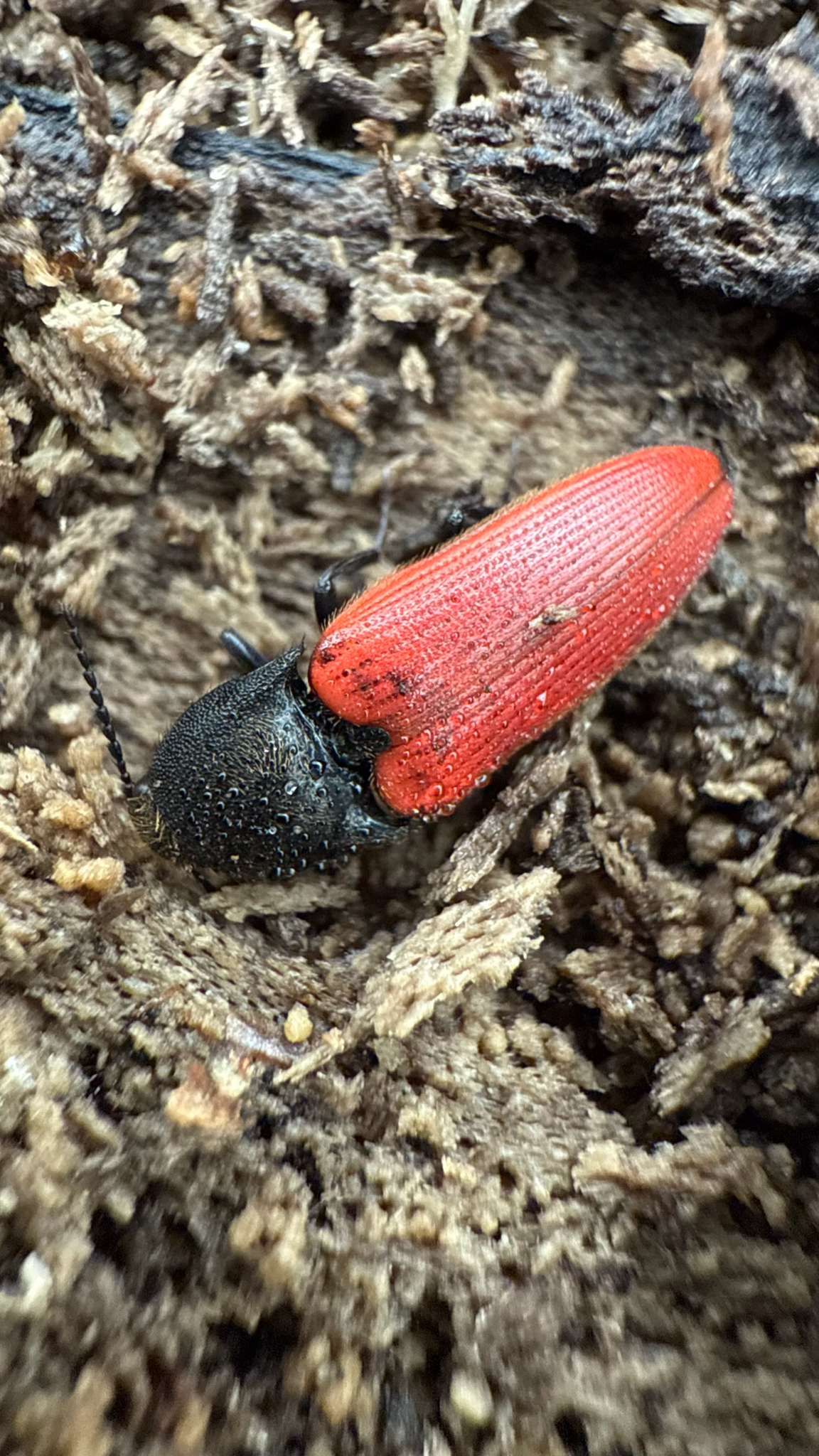 Ampedus cinnabarinus