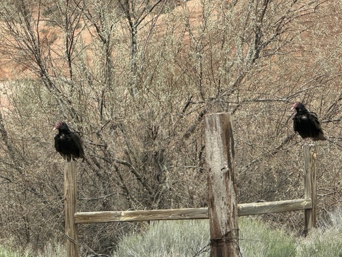 Turkey Vulture