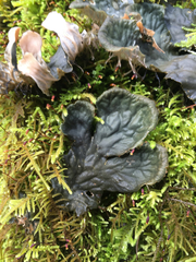 Peltigera neopolydactyla