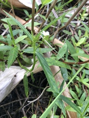 Caperonia castaneifolia