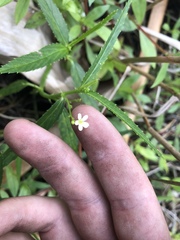 Caperonia castaneifolia
