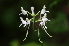 Platanthera integrilabia