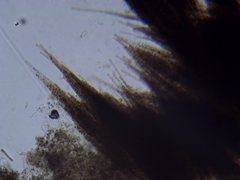 Aphanizomenon flosaquae