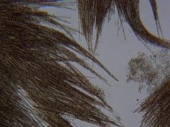 Aphanizomenon flosaquae