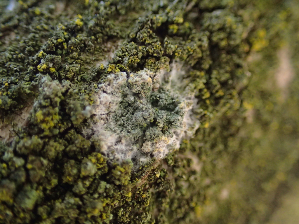 Athelia arachnoidea · April 2026 · photo: © georgeg (iNaturalist, cc-by)