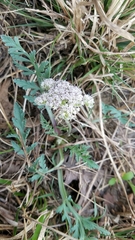 Vesper macrorhizus