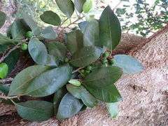 Sideroxylon cartilagineum