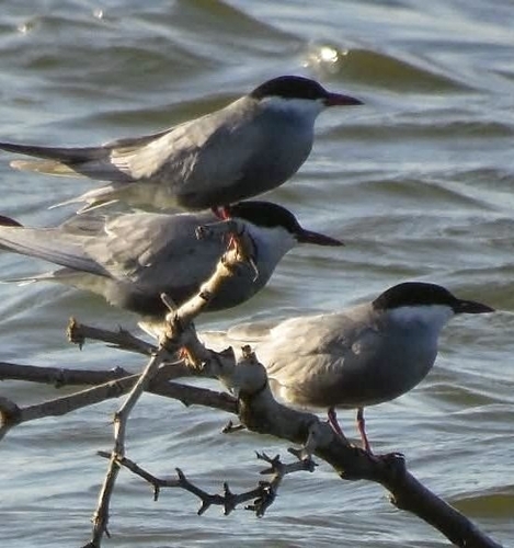 Whiskered Tern