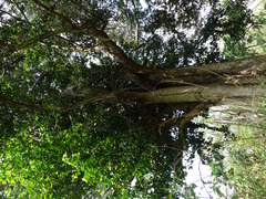 Sideroxylon cartilagineum