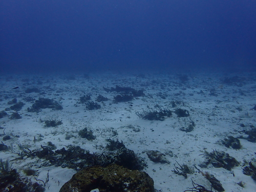 Ginglymostoma cirratum