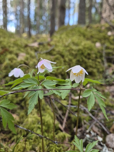 wood anemone