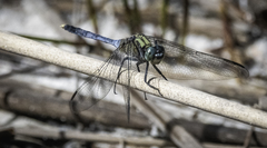 Orthetrum boumiera