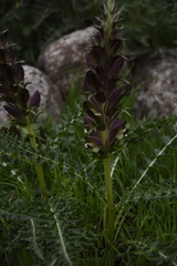 Acanthus syriacus