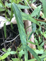 Caperonia castaneifolia