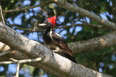 Dryocopus lineatus scapularis