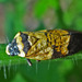 Locris maculata - Photo (c) James Steamer,  זכויות יוצרים חלקיות (CC BY-NC), הועלה על ידי James Steamer