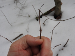 Viburnum acerifolium