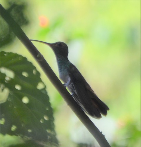 Mangrove Hummingbird (Chrysuronia boucardi), photo 10