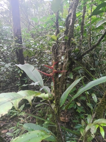 Heliconia acuminata, photograph 6