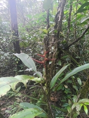 Heliconia acuminata, photograph (c) Guillaume Delaitre, some rights reserved (CC BY)