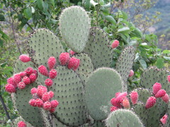 Opuntia hyptiacantha