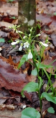 Cardamine angustata