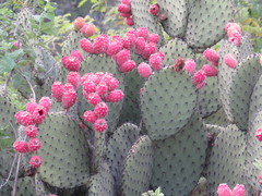 Opuntia hyptiacantha