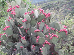 Opuntia hyptiacantha