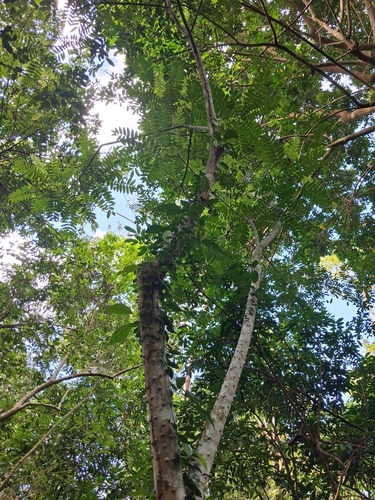 Zanthoxylum martinicense, photograph 2