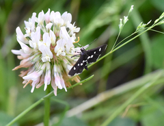 Desmia subdivisalis